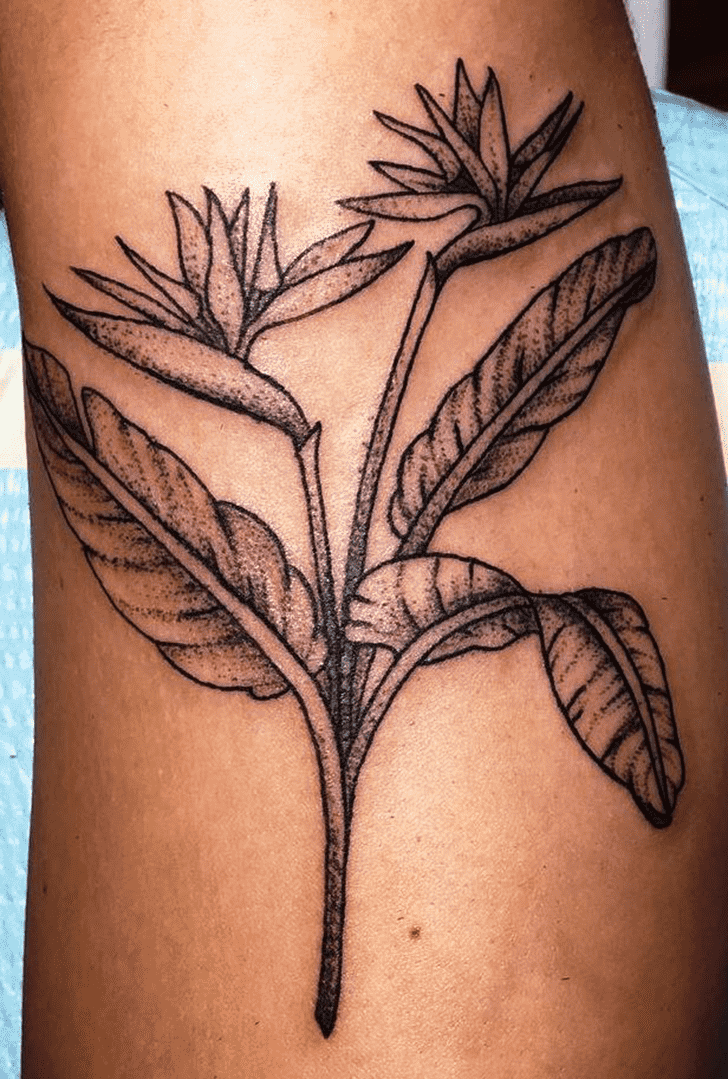 Bird of Paradise Tattoo Photograph