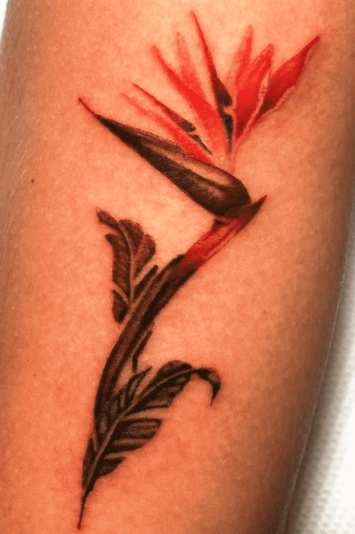 Bird of Paradise Tattoo Design Image