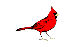 Cardinal Tattoo Ideas