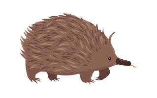 Echidna Tattoo Ideas