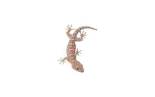 Gecko Tattoo Ideas