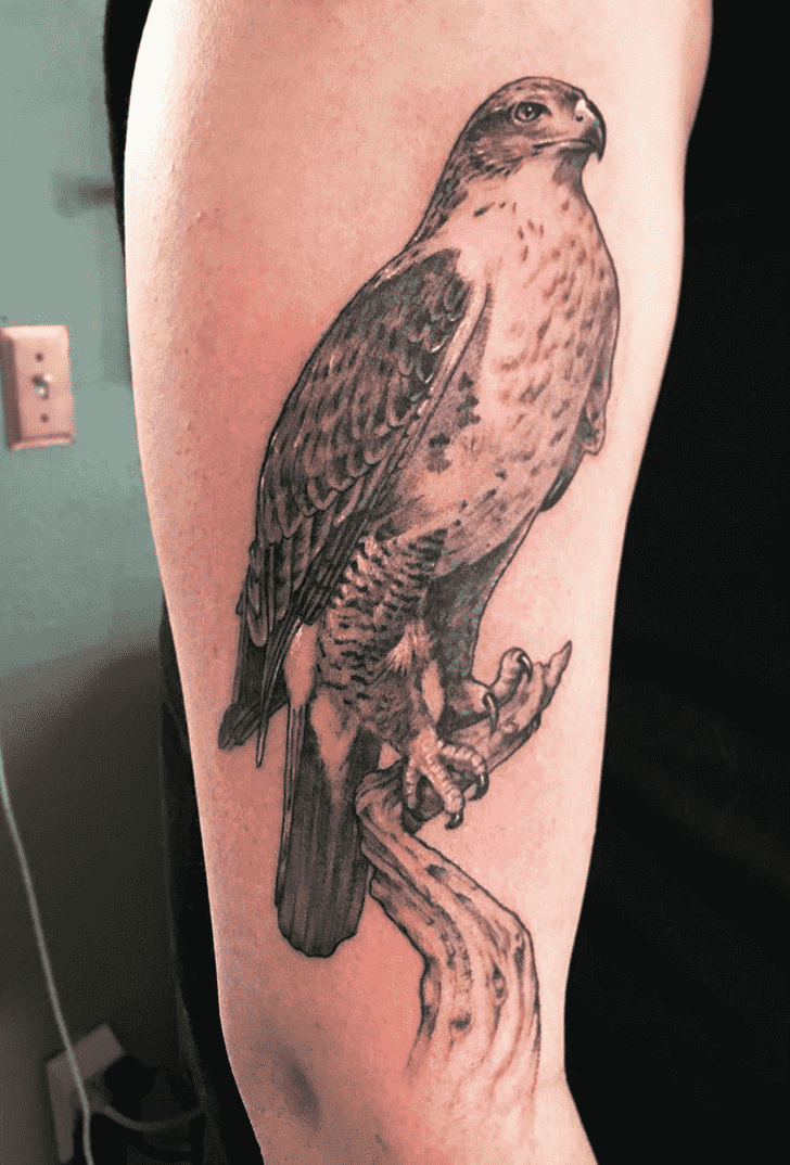 Hawk Tattoo Snapshot