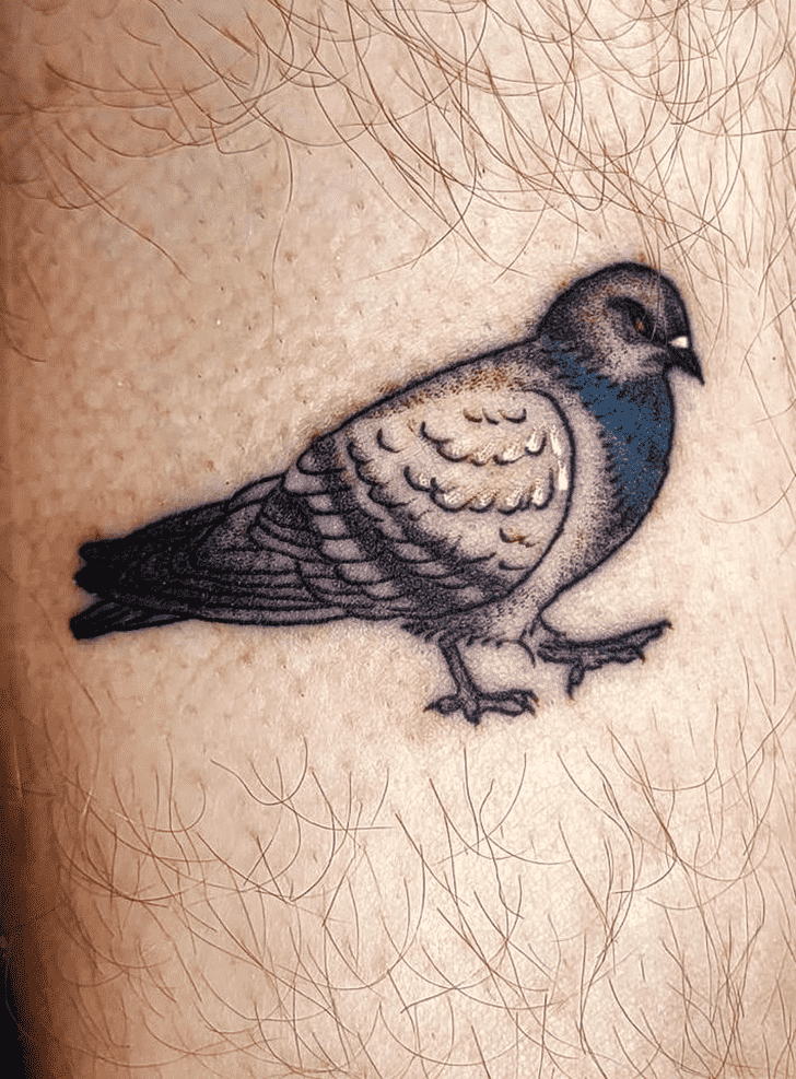 Pigeon Tattoo Snapshot