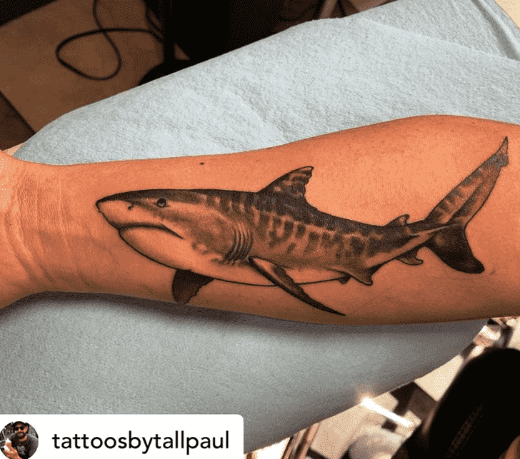 Shark Tattoo Photos