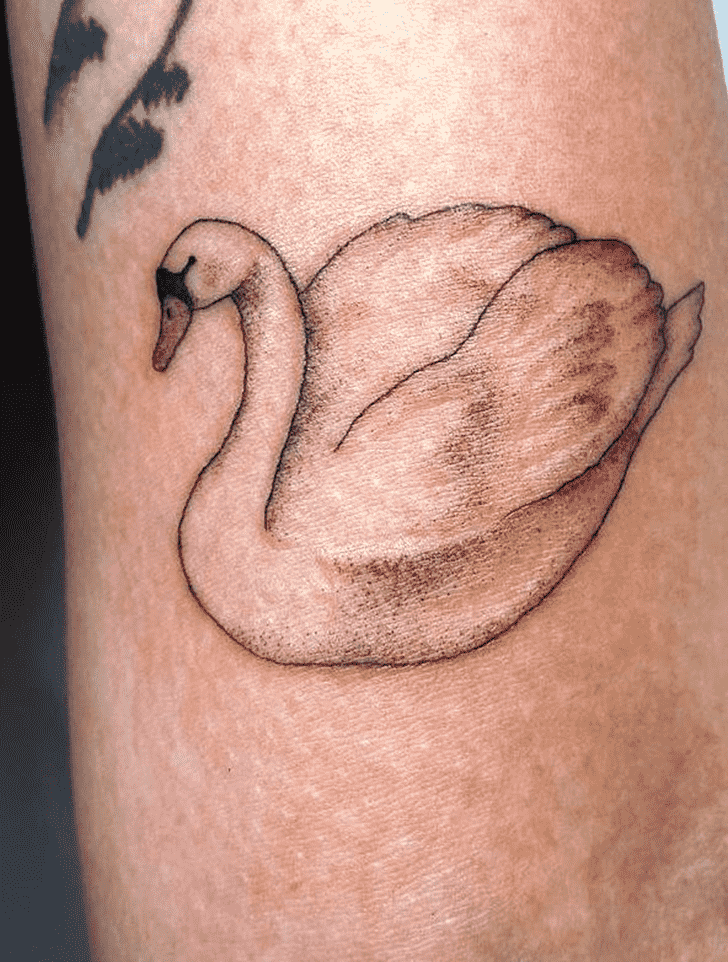 Swan Tattoo Photos